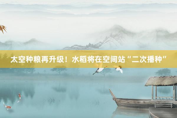 太空种粮再升级！水稻将在空间站“二次播种”